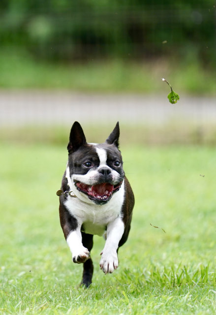 Do Boston Terriers Get Along With Cats? 50 Owners Surveyed - Boston Terrier  Society